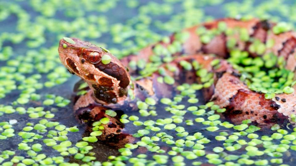 A cottonmouth snake, also known as a water moccasin, in a swamp.