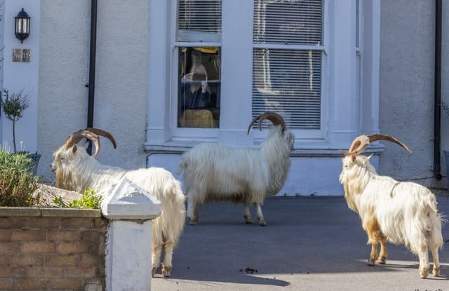 A woman films goats in her garden from her house 