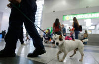 <p>A K-9 unit member and a sniffer dog walks past passengers at Ninoy Aquino International Airport in Pasay, south of Manila, Philippines Wednesday, March 23, 2016. Philippine President Benigno Aquino III has ordered an extra tightening of security in all airports, seaports and public transport terminals across the country following explosions in Brussels that killed many people. (AP Photo/Aaron Favila)</p>