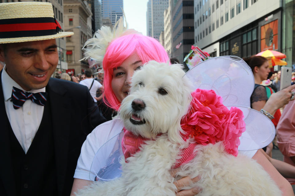 Dog dressed up at Easter Parade