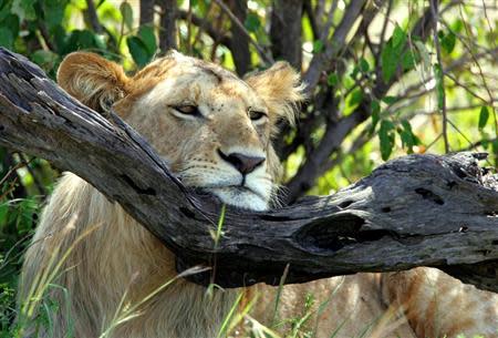 -PHOTO TAKEN 11JAN05- A lion rests his head on a tree branch in Kenya's Maasai Mara game reserve, 240 km (150 miles) west of capital [Nairobi], January 11, 2005.