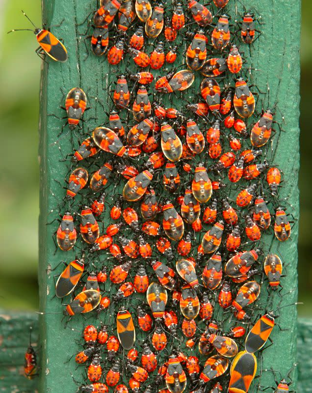 FILE PHOTO: HARLEQUIN BUGS SWARM ON A PICKET FENCE IN SYDNEY.