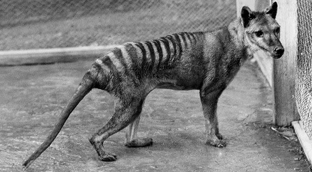 The Tasmanian tiger is extinct but many have claimed to have spotted one here and there over the years. Photo: Kathryn Medlock