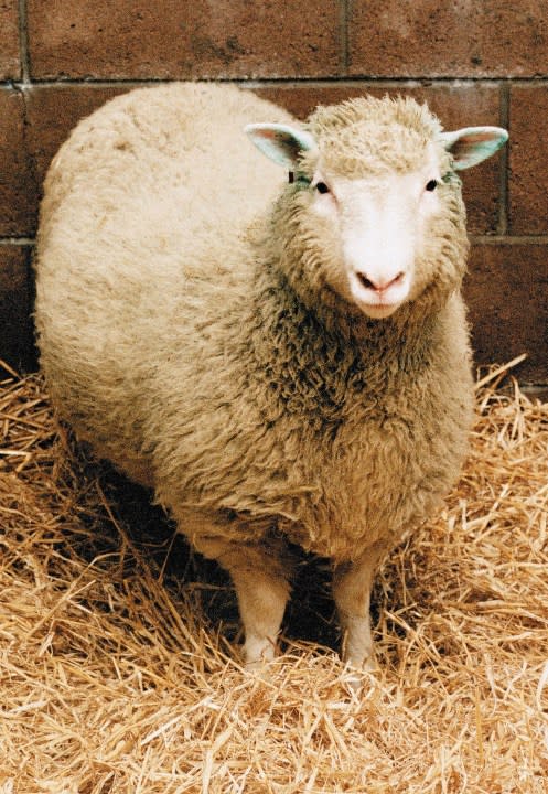 Dolly the Sheep, the world’s first cloned mammal, circa 2000. Veterinarians gave Dolly a lethal injection February 14, 2003 at Scotland’s Roslin Institute after they discovered signs of progressive lung disease. (Photo by Getty Images)