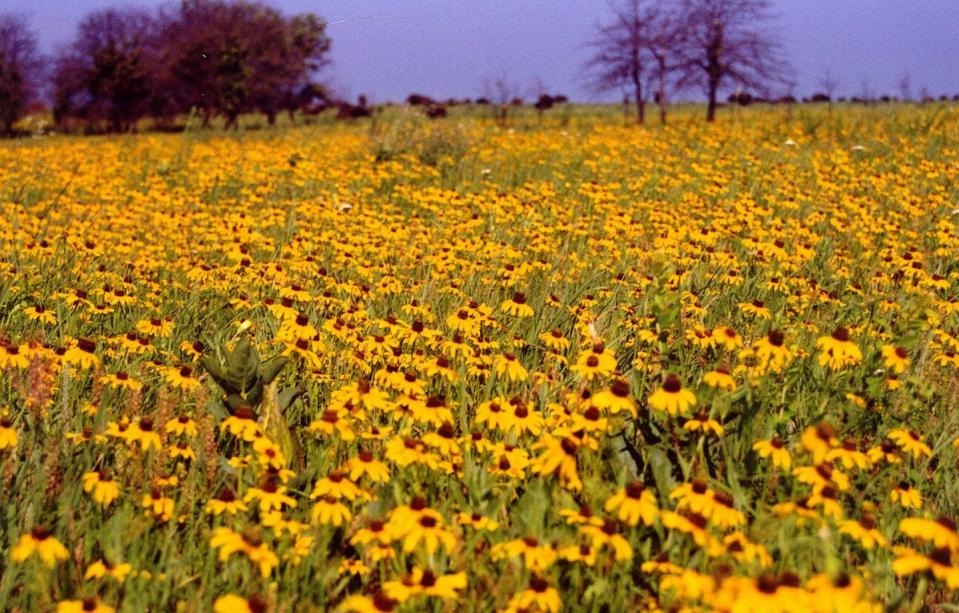 Grazing by bison on this stretch of prairie has produced an increase in forbs (nongrass flowering plants). Matthew Moran, <a href="http://creativecommons.org/licenses/by-nd/4.0/" rel="nofollow noopener" target="_blank" data-ylk="slk:CC BY-ND;elm:context_link;itc:0;sec:content-canvas" class="link ">CC BY-ND</a>