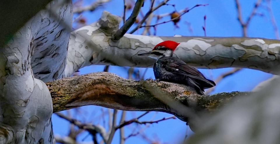 A pileated woodpecker rests on a branch in Juan Soloman Park on Sunday, March 10, 2024, in Indianapolis.