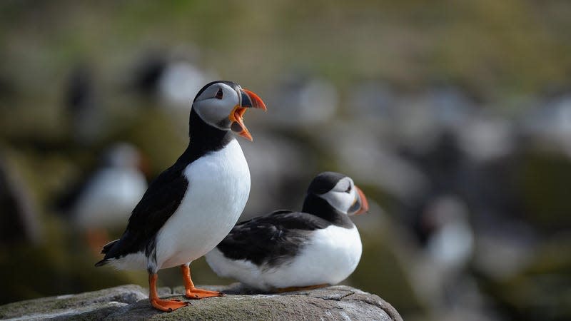 White-bellied, orange-beaked puffins perch on a rock on England's Farne Islands.