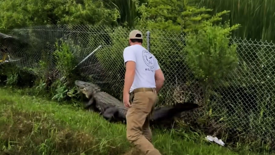 Alabama Wildlife Services works to catch an alligator on the loose Thursday in Mobile. (News 5 photo)