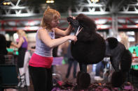 BIRMINGHAM, ENGLAND - MARCH 08: Linzi Johnson trims her Standard Poodle Pheope on Day one of Crufts at the Birmingham NEC Arena on March 8, 2012 in Birmingham, England. During the annual four-day competition nearly 22,000 dogs and their owners will compete in a variety of categories, ultimately seeking the coveted prize of 'Best In Show'. (Photo by Dan Kitwood/Getty Images)