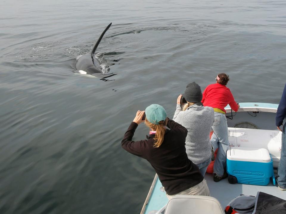 People in a boat watching an orca whale swim toward them.