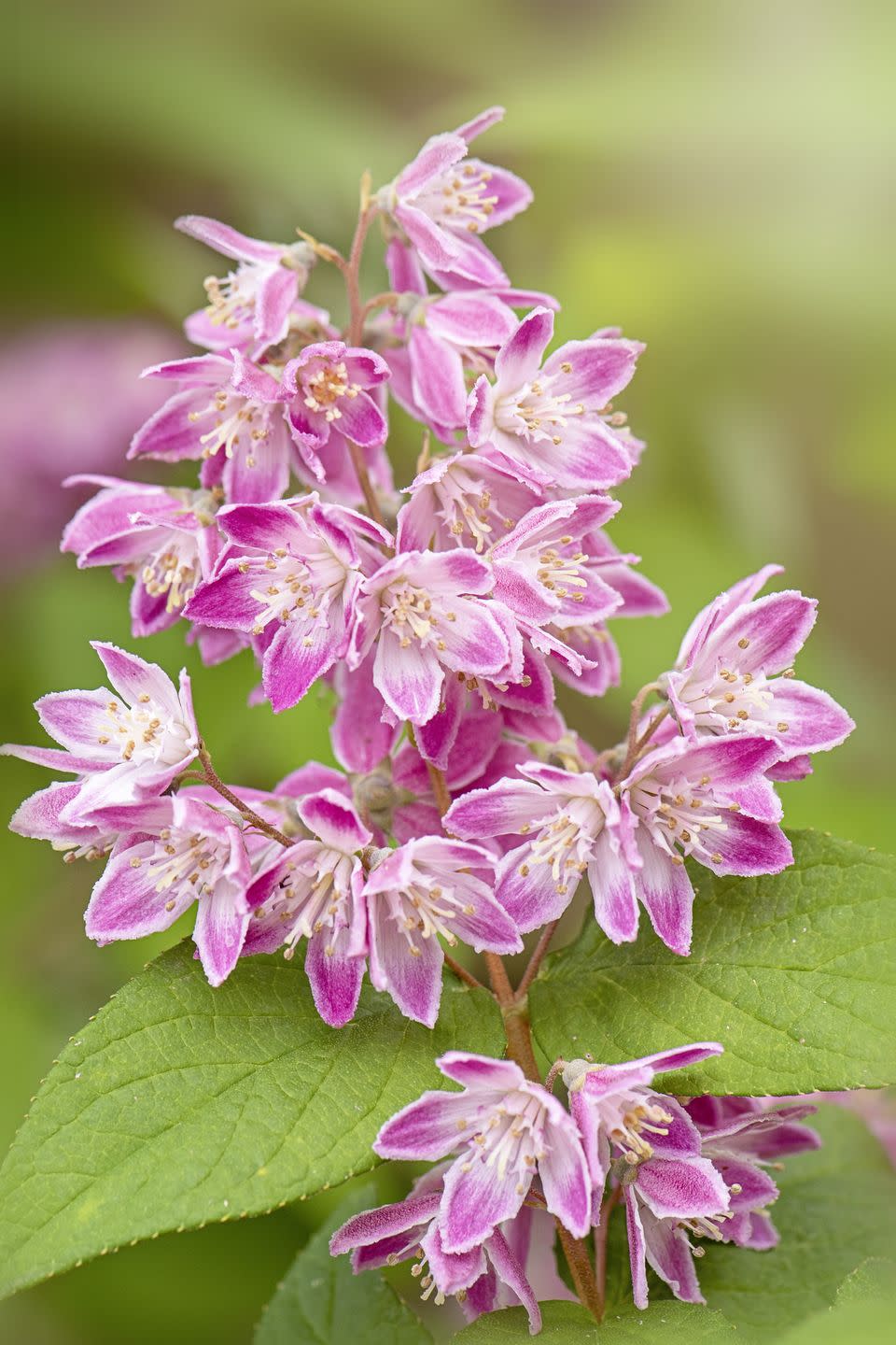 deutzia small shrubs