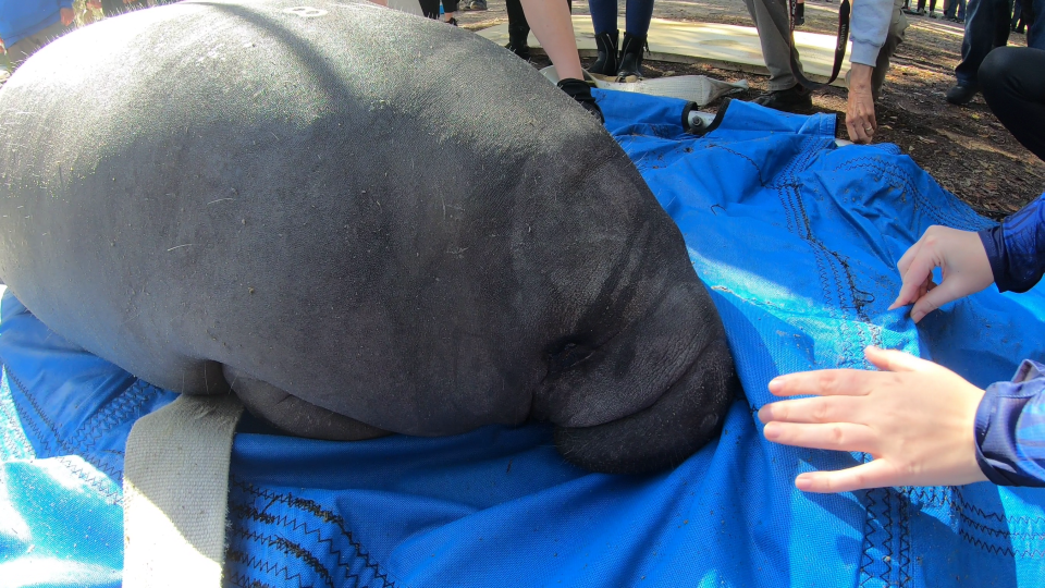Squirrel the manatee, rescued in May 2020 in Tavernier, Florida. Squirrel was released to Blue Spring State Park on Feb. 7, 2024.