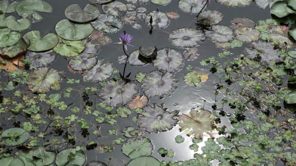 A pond in the gardens of Vizcaya, in Miami, Florida, August 12, 2020.