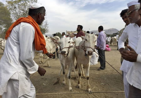 Farmer Revaji Choudhary (L) shows his pair of bulls to buyers at a weekly cattle market in Belhe village in the western state of Maharashtra, India, February 22, 2016. REUTERS/Rajendra Jadhav