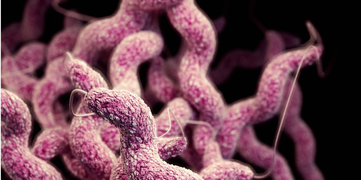 Antibiotic resistant bacteria campylobacter