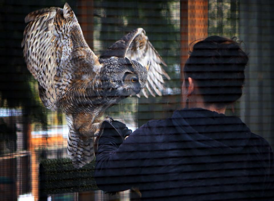Lorax the Great Horned Owl jumps onto the gloved hand of Senior Trainer Sidney Campbell during transfer to a new enclosure at The Cascades Raptor Center. Lorax’s aviary was destroyed earlier this year by a falling tree during the ice storm.