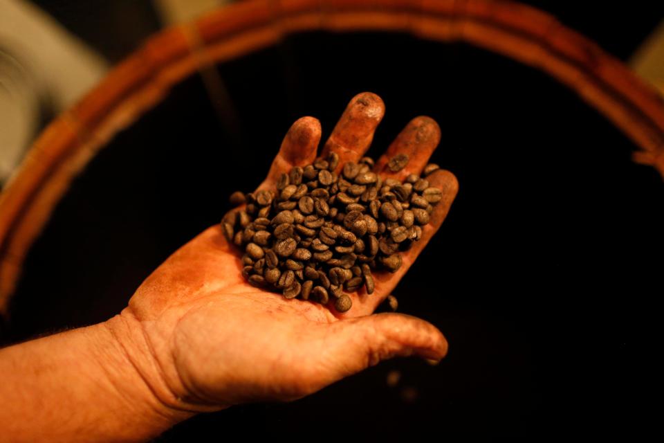 FILE - Jittery Joe's roaster Charley Mustard examines the green unposted coffee after it has spent two weeks being rolled by hand inside the rye barrel at the Jittery Joe's coffee roster in Athens on April 25, 2023.