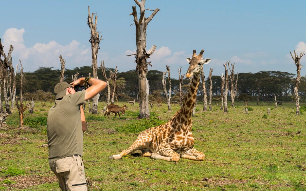 Man taking picture of a giraffe on safari - pchoui/E+