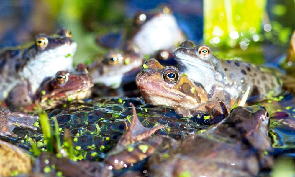 <span>Photograph: Ed Brown Wildlife/Alamy</span>