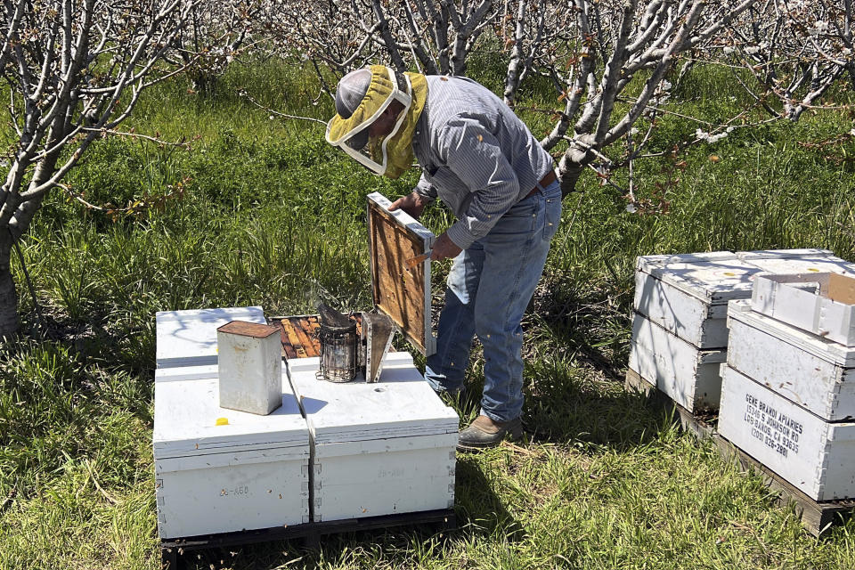 Beekeeper Gene Brandi tends to his hives at a cherry tree orchard in San Juan Bautista, Calif., Thursday, Aug. 6, 2023. He's putting new queen bees in about a dozen hives that lost their queens. Brandi said he had to feed his bees twice as much as usual during almond pollination. But with spring rushing in, he said he'll take his hives to the California coast where bees can forage on a native plant to make sage honey, a premium product that he can only make every few years when there's ample rain. (AP Photo/Terry Chea)