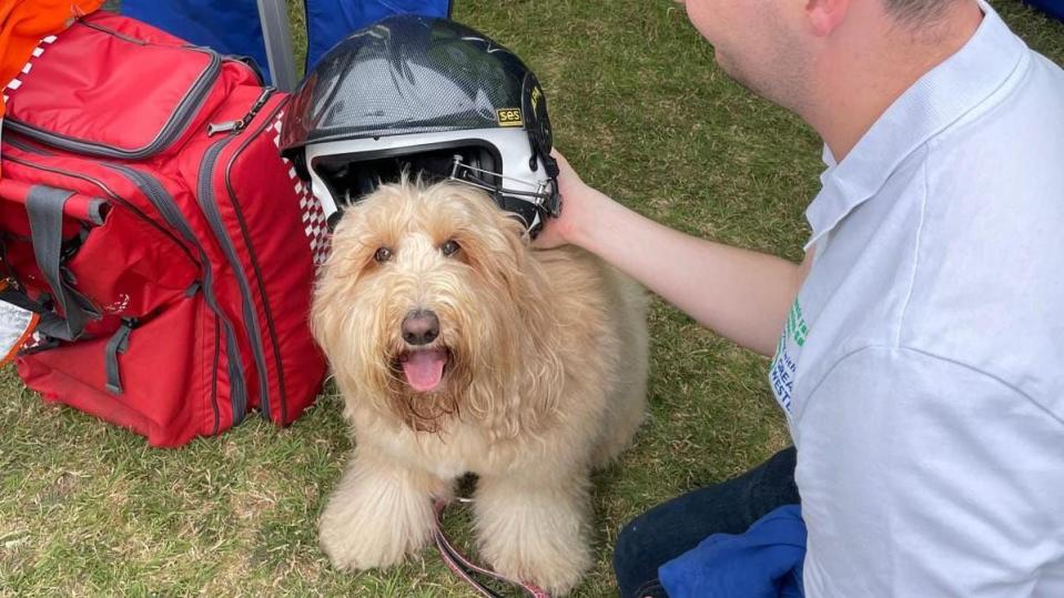 A fluffy dog with a helmet on