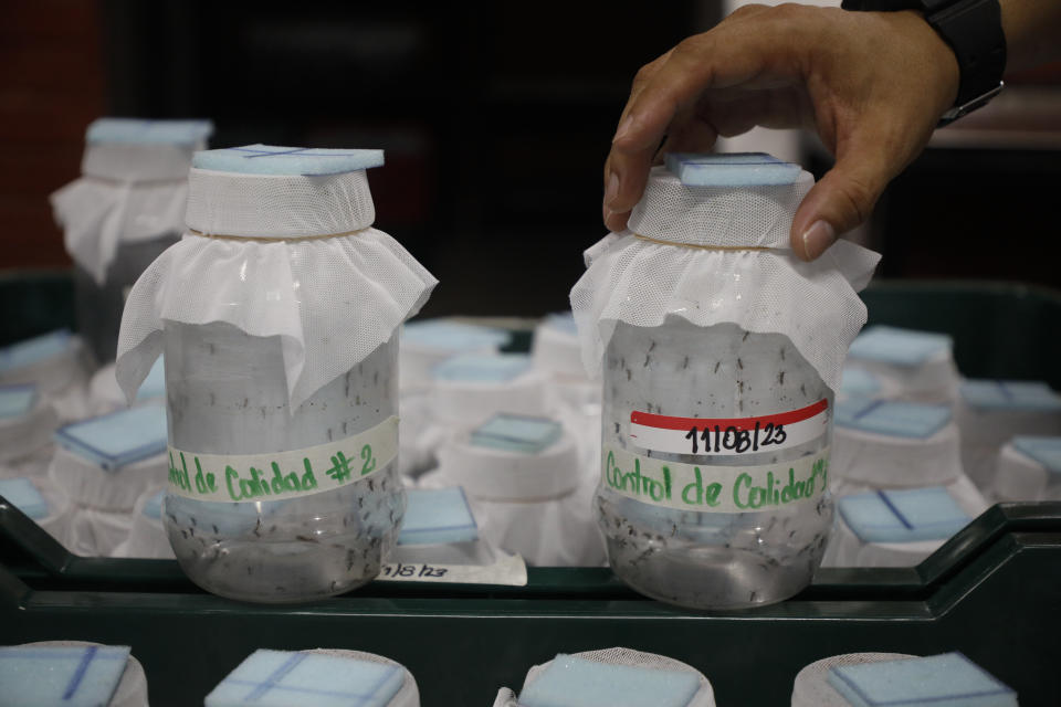 Edgard Boquín, a project leader working with Doctors Without Borders, holds a glass jar filled with mosquitoes before their release in neighborhoods rife with dengue, in a facility in Tegucigalpa, Honduras, Tuesday, Aug. 22, 2023. The mosquitoes come from eggs, produced in a World Mosquito Program bio factory to carry the bacteria Wolbachia, which interrupts the transmission of dengue. (AP Photo/Elmer Martinez)