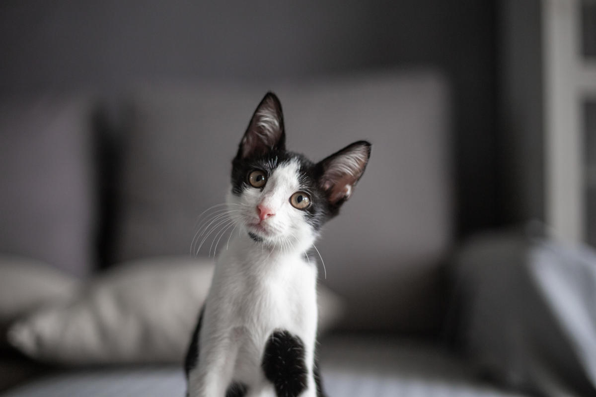 Het virus tast de nieren van de kat aan en kan op mensen worden overgedragen