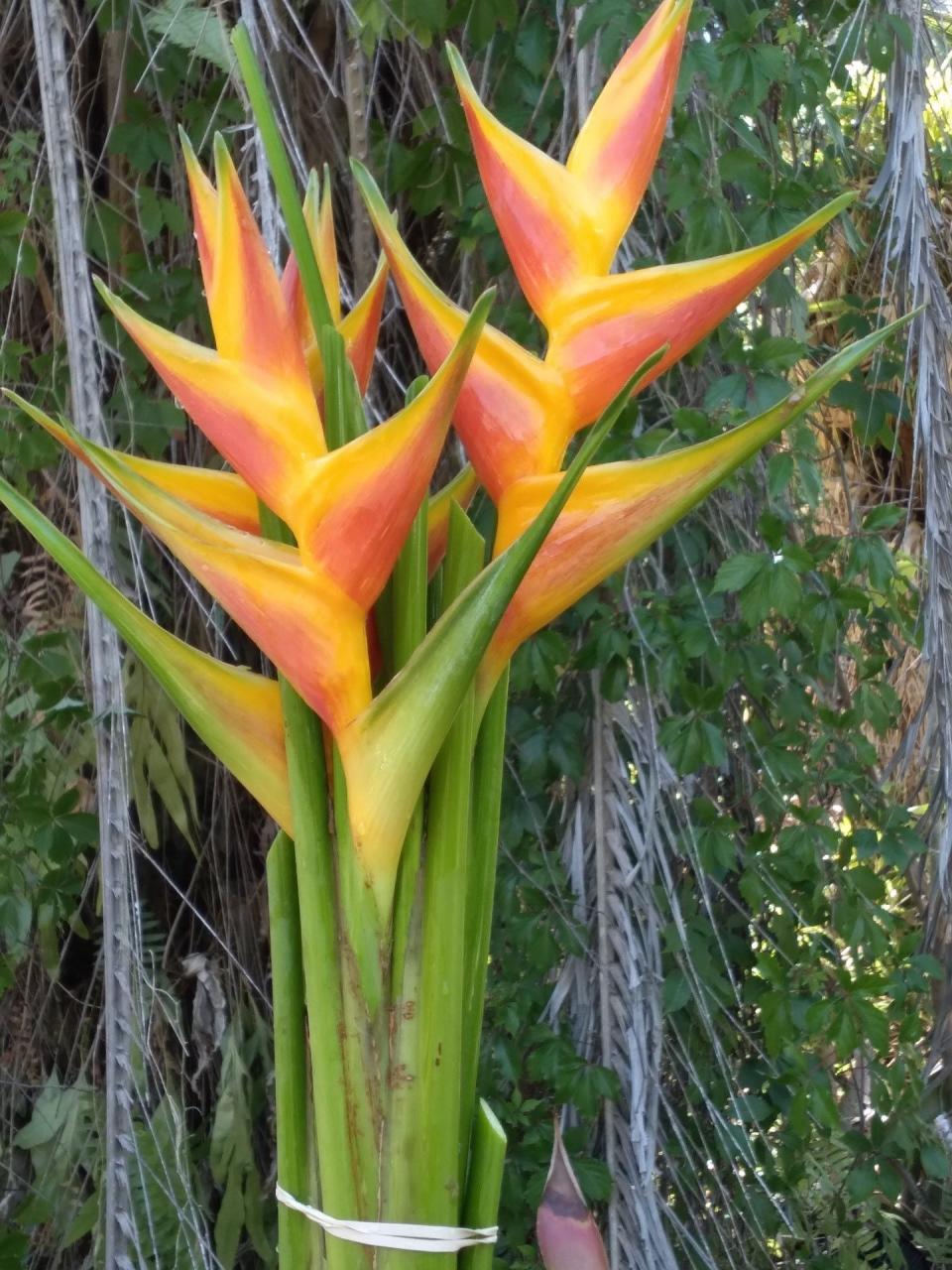 Heliconias grown by Donna Schneider, pre-Hurricane Ian