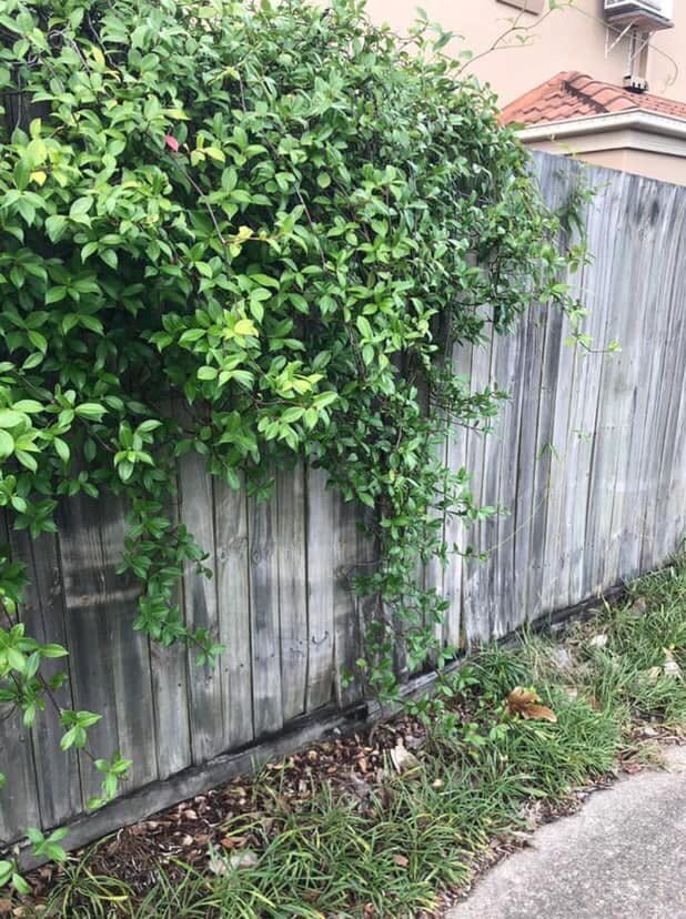 The snake catchers left social media users baffled on Friday after uploading a photo of a bush containing a cleverly disguised snake. Source: Facebook/Brisbane Snake Catchers
