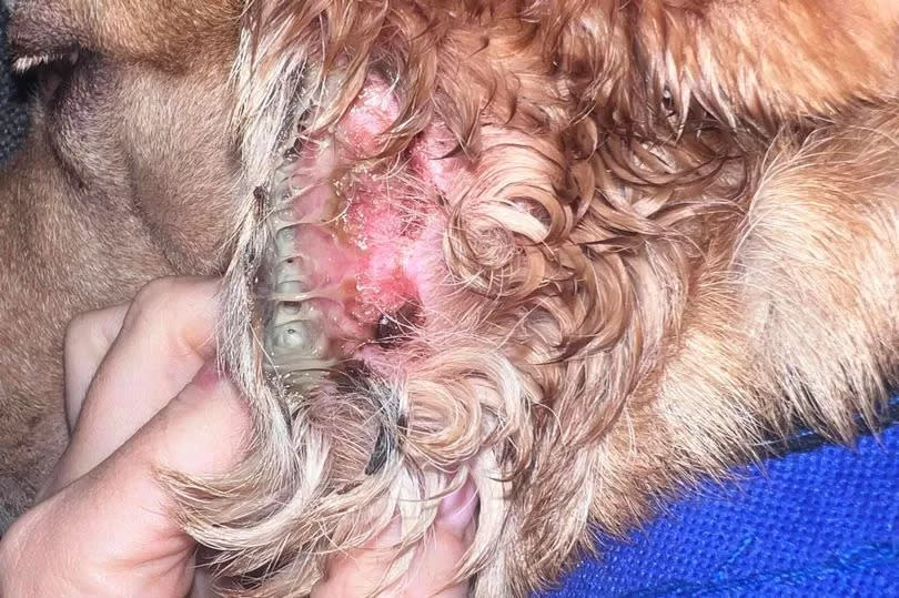 The wound from the attack became infected and left Bentley needing medication