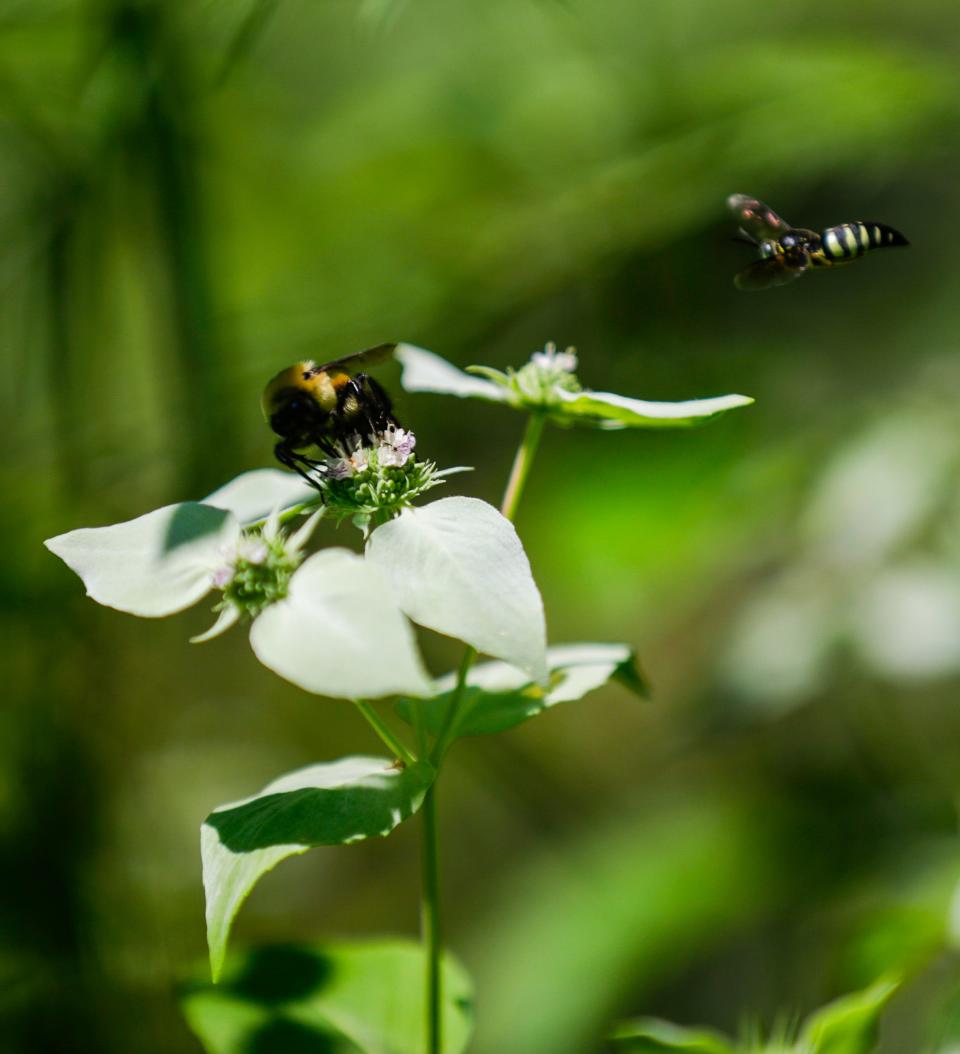 This mountain mint is buzzing in the summertime from bees that seek the flower for nectar in a yard in Prospect. The mint can grow up to three feet in height. July 7, 2023.