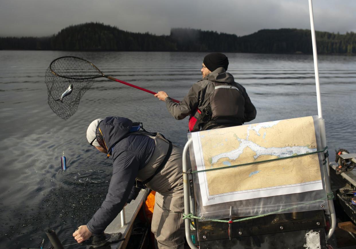 <span class="caption">Scientists have been trying to pinpoint the exact causes of the declines in some wild Pacific salmon populations for decades. </span> <span class="attribution"><span class="source">(Amy Romer)</span>, <span class="license">Author provided</span></span>