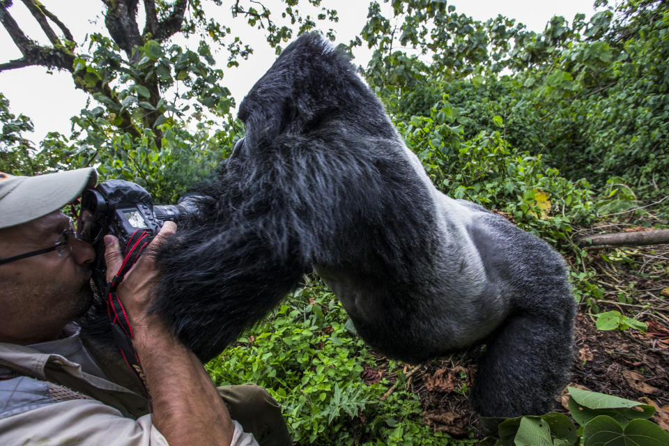 Christophe Vasselin gets pushed over by a gorilla. (Photo: Christophe Vasselin/Caters News)