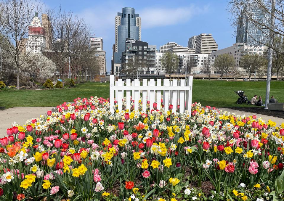 Tulips, daffodils and other flowers are in full bloom at Smale Riverfront Park Monday, April 1, 2024.