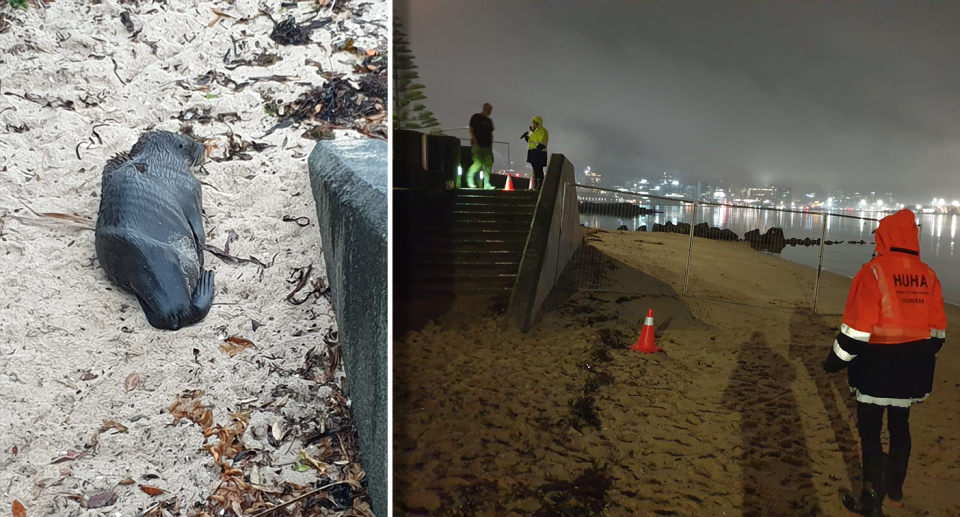 Left - the emaciated seal in close up. Right - volunteers at the beach on Sunday night.