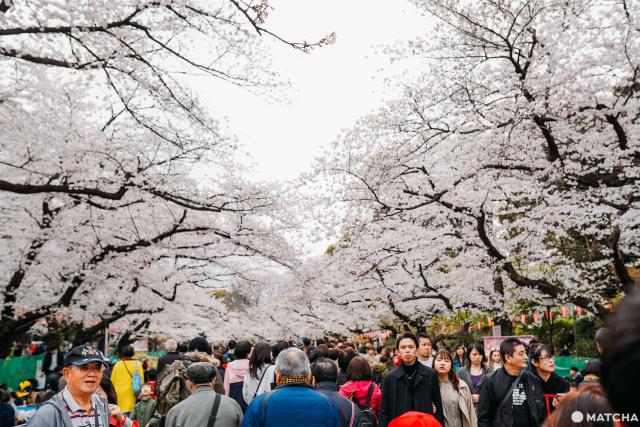 東京 只要600日圓 用 東京地鐵一日券 攻略賞櫻聖地11選 新聞 Yahoo奇摩行動版