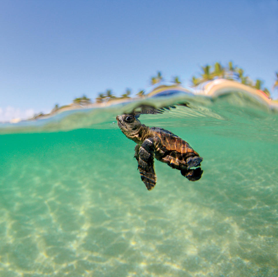 Loggerhead Sea Turtle