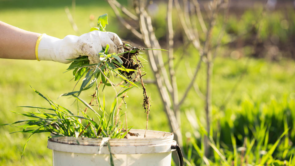 Weeds being removed and placed into a bucket