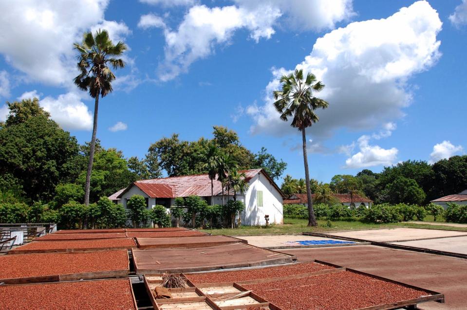 Drying beans fill trays outside under a sunny blue sky