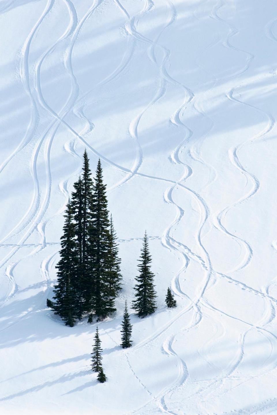 PHOTO: Trees and tracks in snow, Paradise Valley; Mount Rainier National Park, WA.  (Greg Vaughn/Universal Images Group via Getty Images)