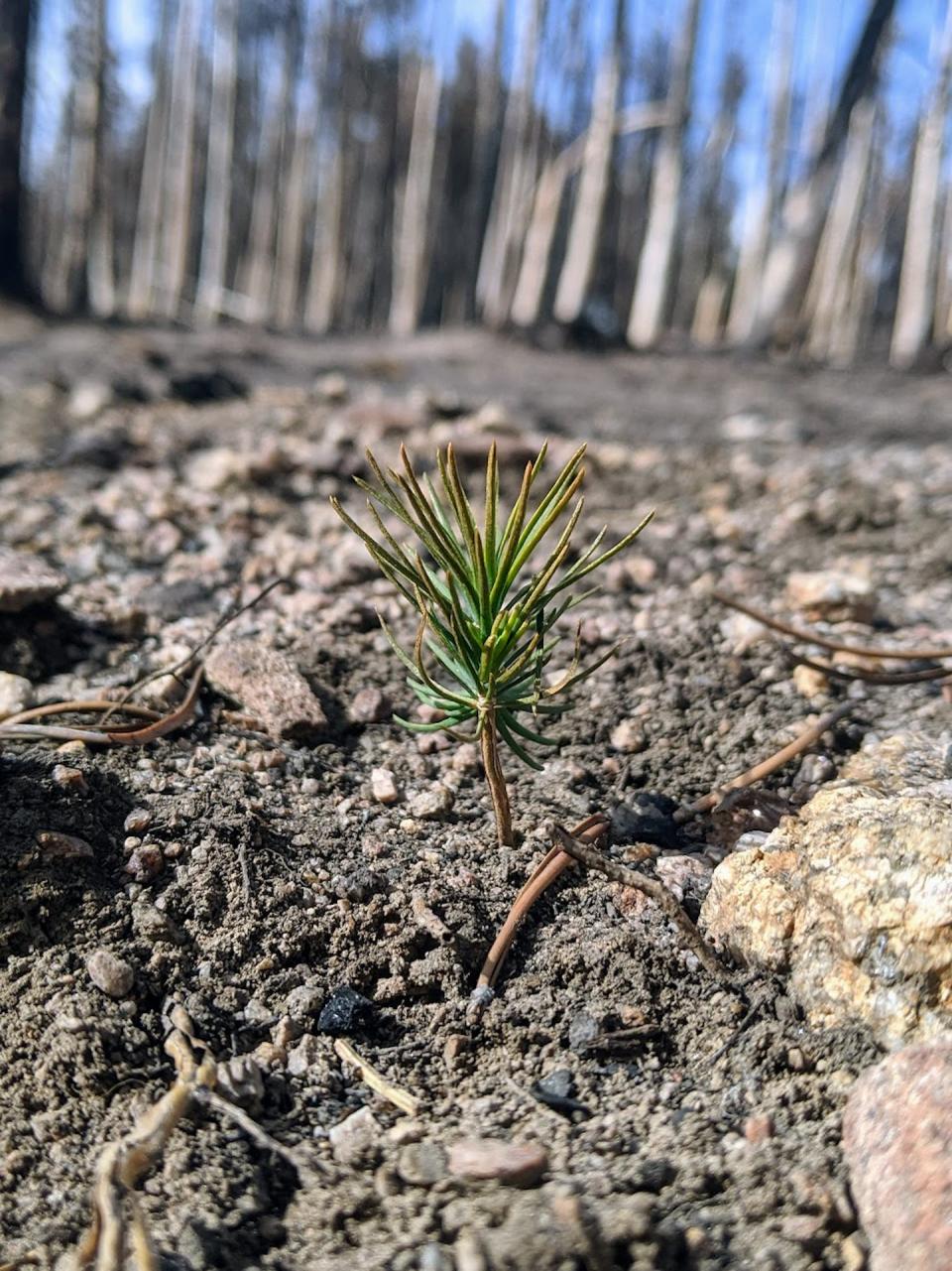 A lodgepole pine tree seedling begins to grow one year after the October 2020 East Troublesome Fire in Rocky Mountain National Park. Recovery in high-elevation forests takes decades. Philip Higuera