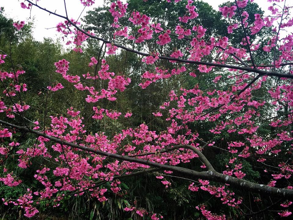 烏來賞櫻期間也將進行交通管制。（圖片來源／賞花快報）