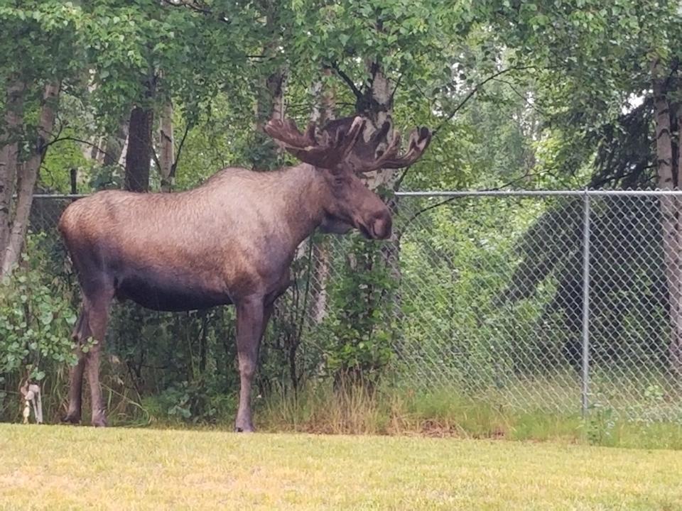 Large bull moose outside in Alaska by a fence