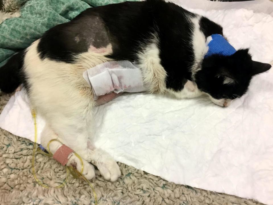 A police dog attacked a pet cat, leaving it so badly wounded that its owner decided to put the animal down. Spangle was left paralysed and incontinent after it was savaged on 6 July when the dog was taken to a crime scene near its home in Beckenham, south-east London.Police officers Tasered and arrested a man in a dispute which occurred in the area, before departing.But some dog handlers remained at the scene to search for other suspects.After one handler let his animal off its lead, so it could relieve itself before the search began.The dog then chased and mauled Spangle, leaving wounds “all over his body”, according to owner Shirley Anthony, who said officers told her about the attack. “The policeman told me his colleague had let the dog out to go to the toilet when it chased the cat around the corner,” she said. “My neighbour was looking out of the window. She told me Spangle was concerned and looking behind him as he walked down the pavement with the police dog following.“The dog literally attacked. It was shaking Spangle around in its mouth and left puncture marks all over his body. When the policeman called him back he dropped him. I’m absolutely distraught. If only he had put a lead on him, my cat would still be here.”Ms Anthony said the dog’s handler visited her after the incident and “was clearly upset”.He told her his "dog ‘didn’t like cats’ and that they ‘normally scarper when they see the dogs’."The 60-year-old took Spangle to a specialist vet but following treatment the cat was paralysed and had fluid in its lungs.Her pet, who was 11-years old was put down six days after the attack.“Handlers should make sure when they take a dog out of a car in a residential area it is on a lead,” Ms Anthony said.After she complained to Scotland Yard about her cat’s death, it agreed to pay the £8,000 vet’s bill.“A complaint has been received and the matter is being investigated by the Met Taskforce Professional Standards Unit,” said a spokesperson for London's Metropolitan Police. “Licensed police dogs are subject to continual training and assessment for obedience, safety and control.“Any confirmed or alleged dog bite involving any MPS police dog is taken very seriously and thoroughly investigated. Licensed police dogs are subject to continual training and assessment for obedience, safety and control. Any confirmed or alleged dog bite involving any Metropolitan Police Service dog is taken very seriously and thoroughly investigated.”Additional reporting by agencies