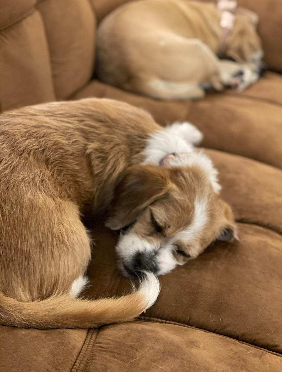 Luna helps her owner, Kody Green, handle certain schizophrenia symptoms as a supplement to his other treatments for the condition.