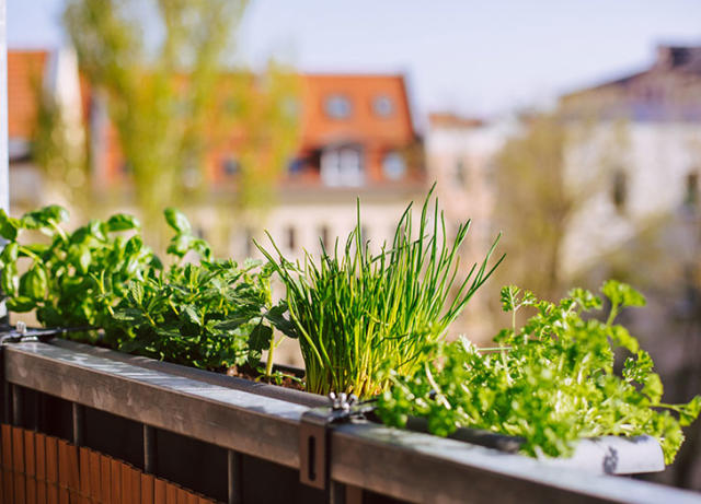 Apartment Gardening: Yes, It's a Thing, and Yes, You Can Do It