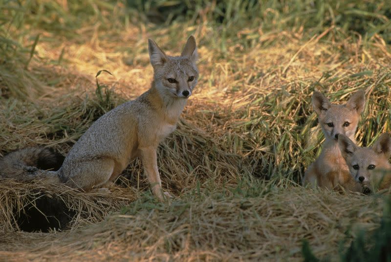 Handout photo of San Joaquin kit foxes