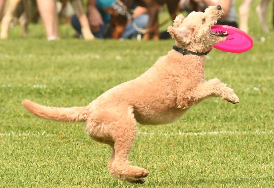 Dog lovers came out to the 26th Annual Bark in the Park Skyhoundz Hyperflite Canine Disc Championships at Wrightsville Beach Park in 2019.