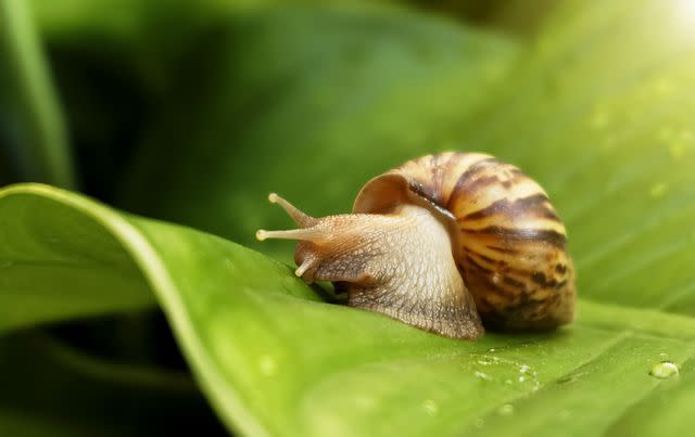 <p> NooMUboN / Getty Images</p> Garden snails release mucus to help them move.