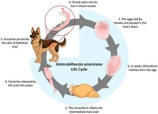 An illustration of the worm’s complex life cycle by the study authors. - Illustration: Baniya, et al/Pathogens.